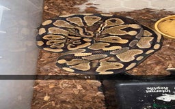 Snake reptiles for sale: Royal Python / Boa  - Image 11