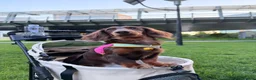 Miniature Dachshund dogs for stud: KC Registered Miniature Long-Haired Dachshund in London - Advert 4