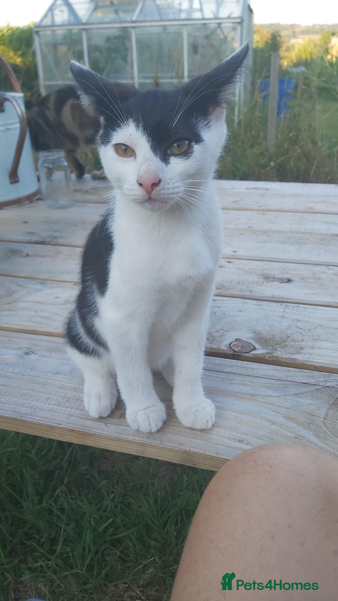 Mixed Breed cats for sale: Little boy needs a new home - Image 2