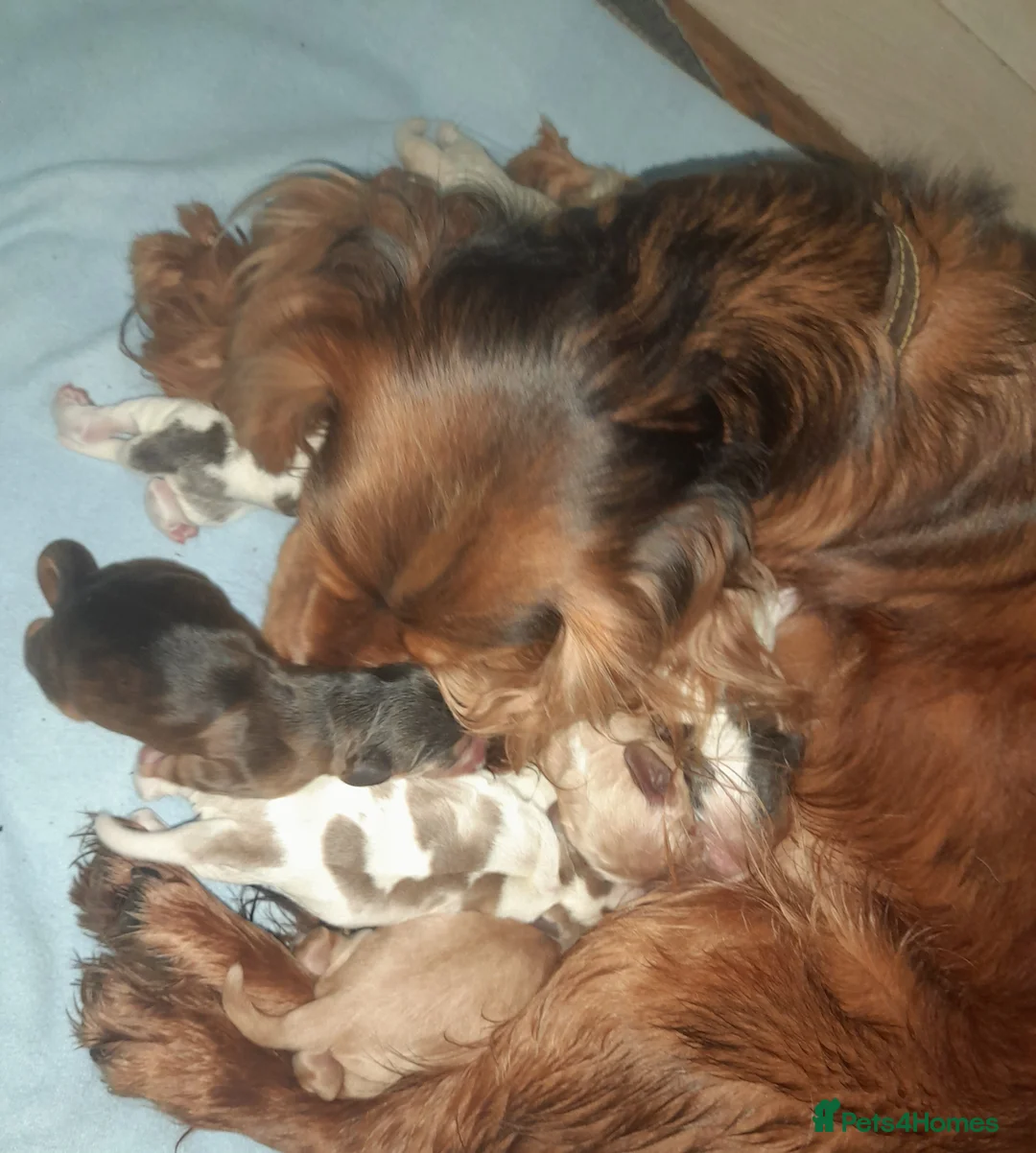 Sprocker dogs for sale: Sprocker x Cocker Spaniel - Advert 14