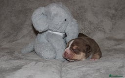 American Bully dogs for sale: 🔥🔥American bully pups 🔥🔥 - Image 4