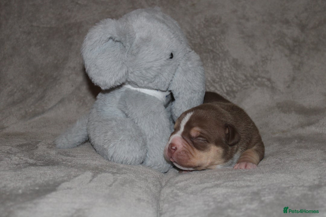 American Bully dogs for sale: 🔥🔥American bully pups 🔥🔥 - Image 4