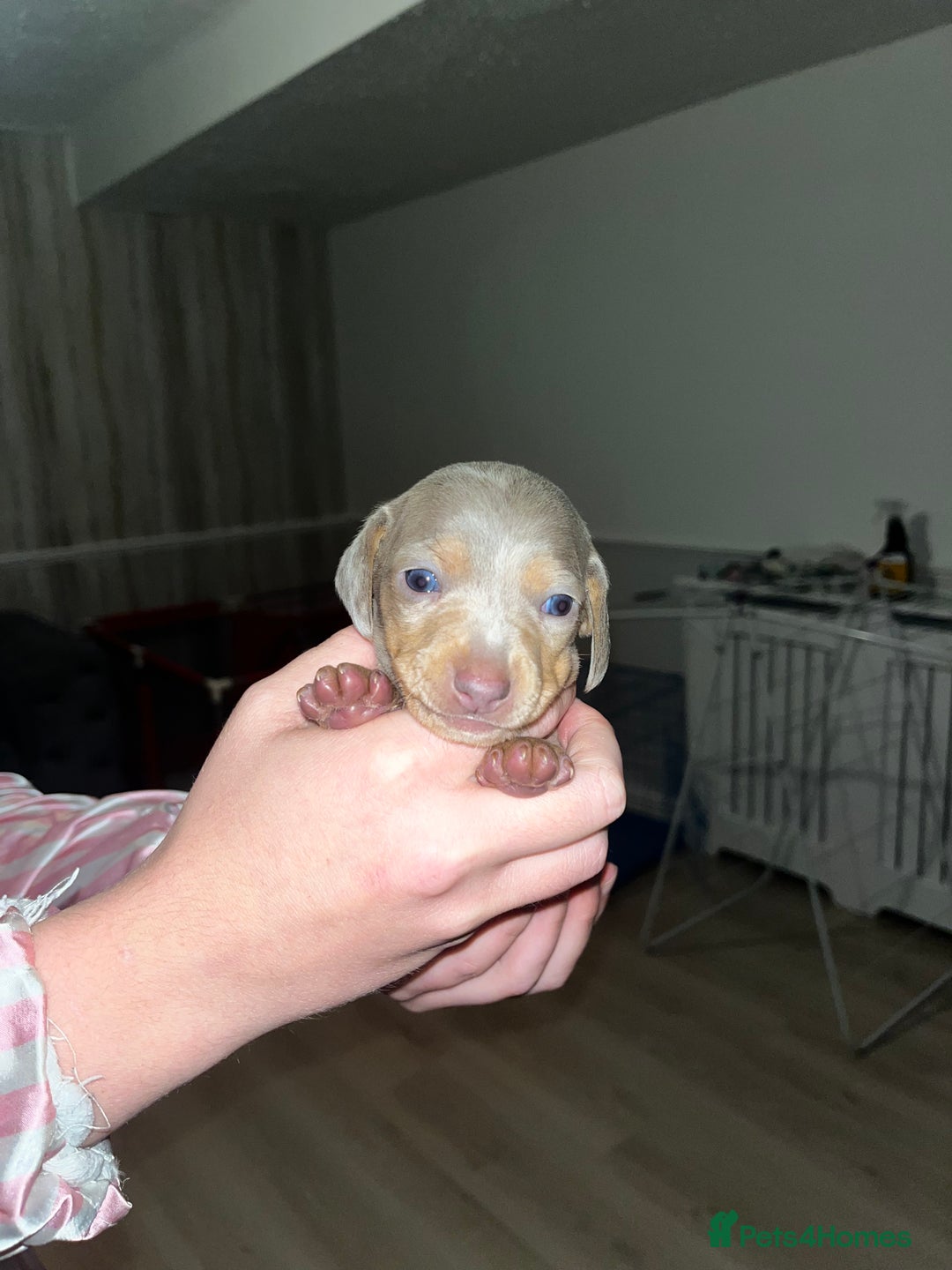 Miniature Dachshund dogs for sale: Tiny rabbit daushunds 5 beautiful babies 🥰🥰 - Image 8