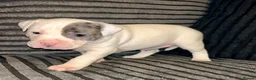 American Bulldog dogs for sale: American bull baby’s in Knottingley - Advert 7