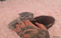 Mixed Breed cats for sale: Bsh cross maine coon - Image 14