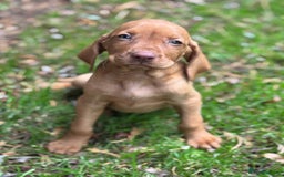 Hungarian Vizsla dogs for sale: PEDIGREE VIZSLA PUPS HIP & ELBOW TESTED PARENTS   - Image 10