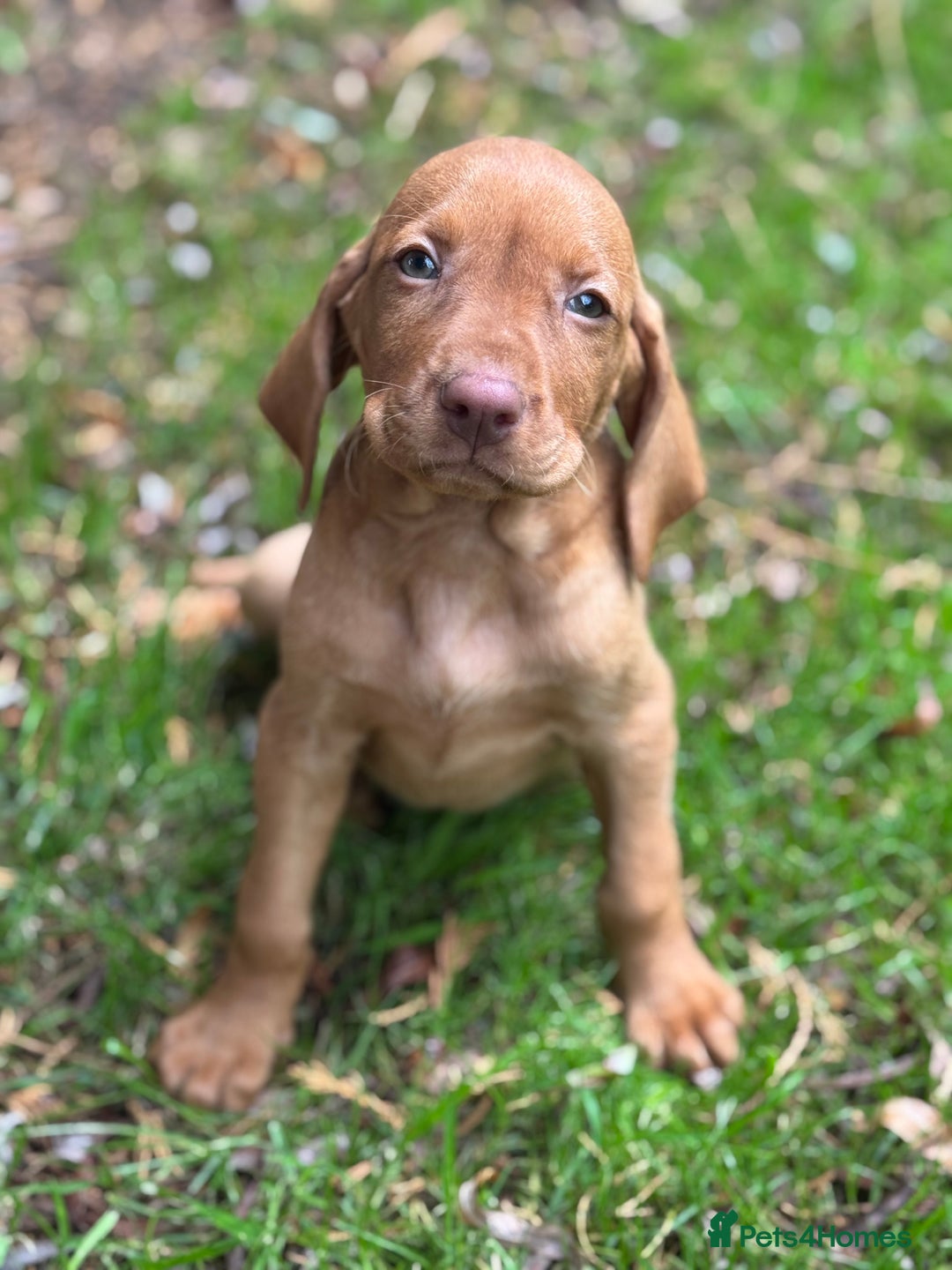 Hungarian Vizsla dogs for sale: PEDIGREE VIZSLA PUPS HIP & ELBOW TESTED PARENTS   - Image 10