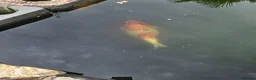 Koi Carp fish for sale: Koi carp, vary large in Stoke-on-Trent - Advert 4