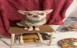 Chihuahua dogs for sale: Beautiful girl grey and black Chihuahua puppy - Image 20