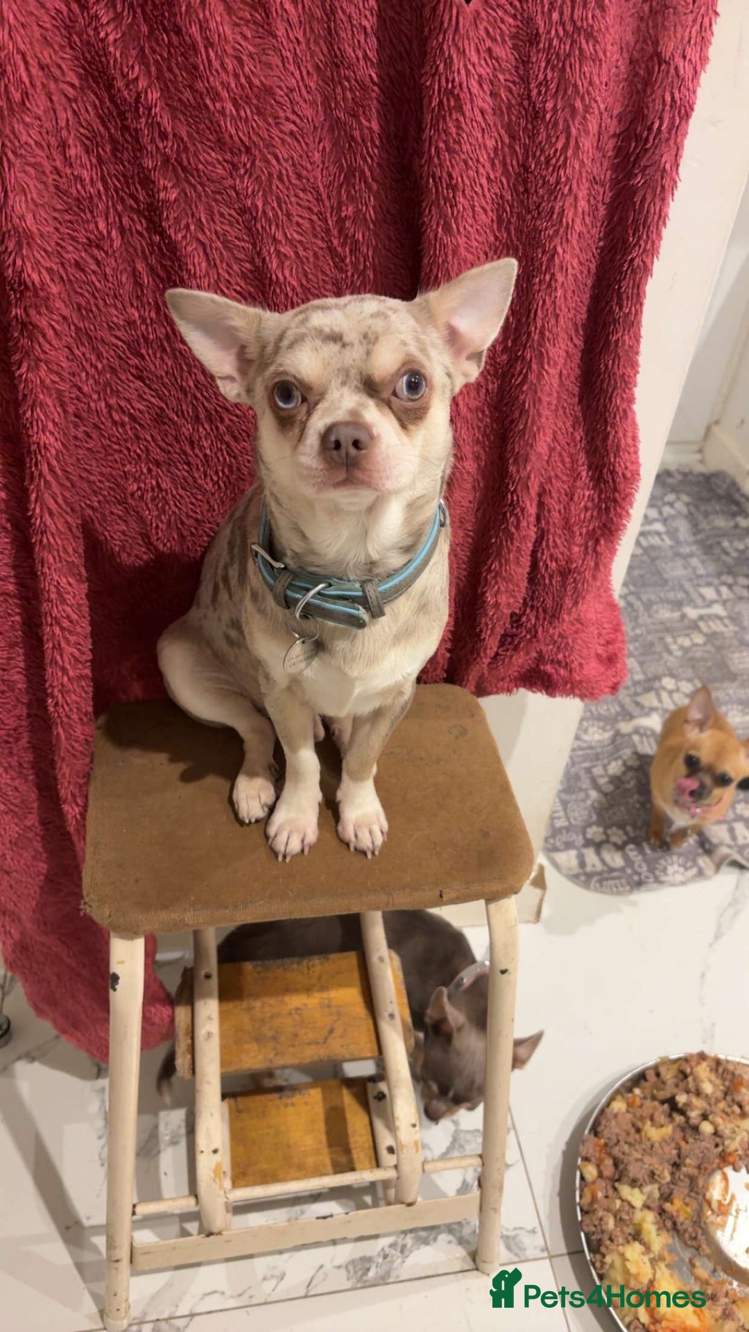 Chihuahua dogs for sale: Beautiful girl grey and black Chihuahua puppy - Image 20