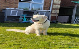 Golden Retriever dogs for sale: Male Golden Retriever  - Image 5