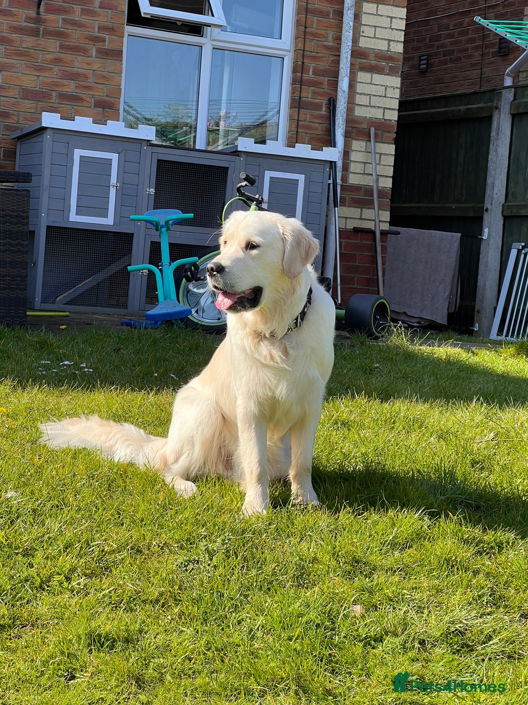 Golden Retriever dogs for sale: Male Golden Retriever  - Image 5