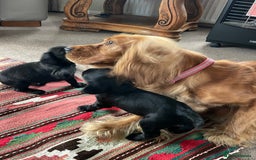Cockerdor dogs for sale: Outstanding working gun puppies  - Image 9