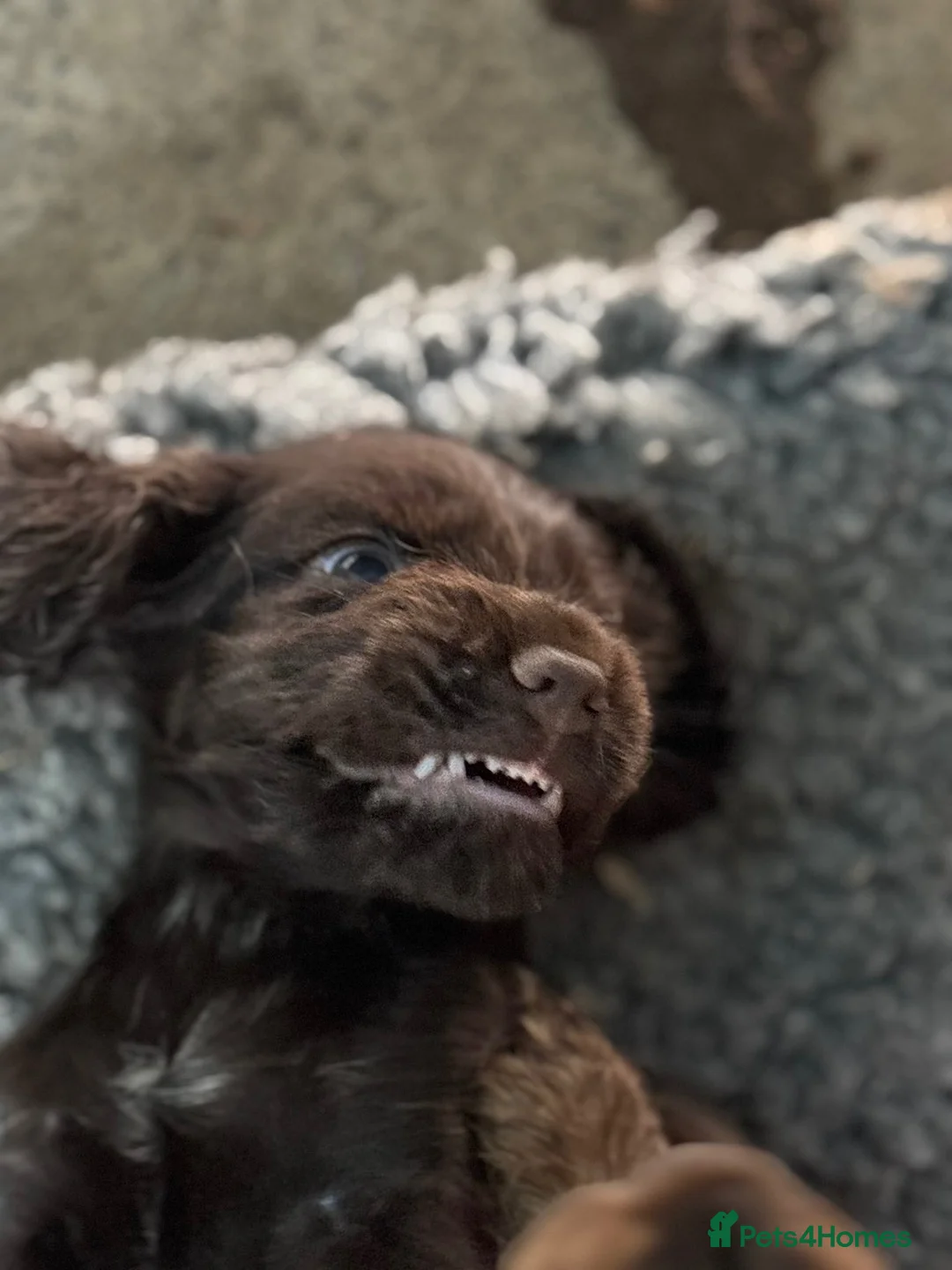 Cocker Spaniel dogs for sale: Beautiful show type cocker spaniels  - Advert 2