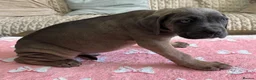 Cane Corso dogs for sale:  PREMIUM CHAMPION BLOODLINE CANE CORSO PUPPIES  - Advert 7