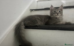 Maine Coon cats for sale: Last 2 boys left   - Image 12