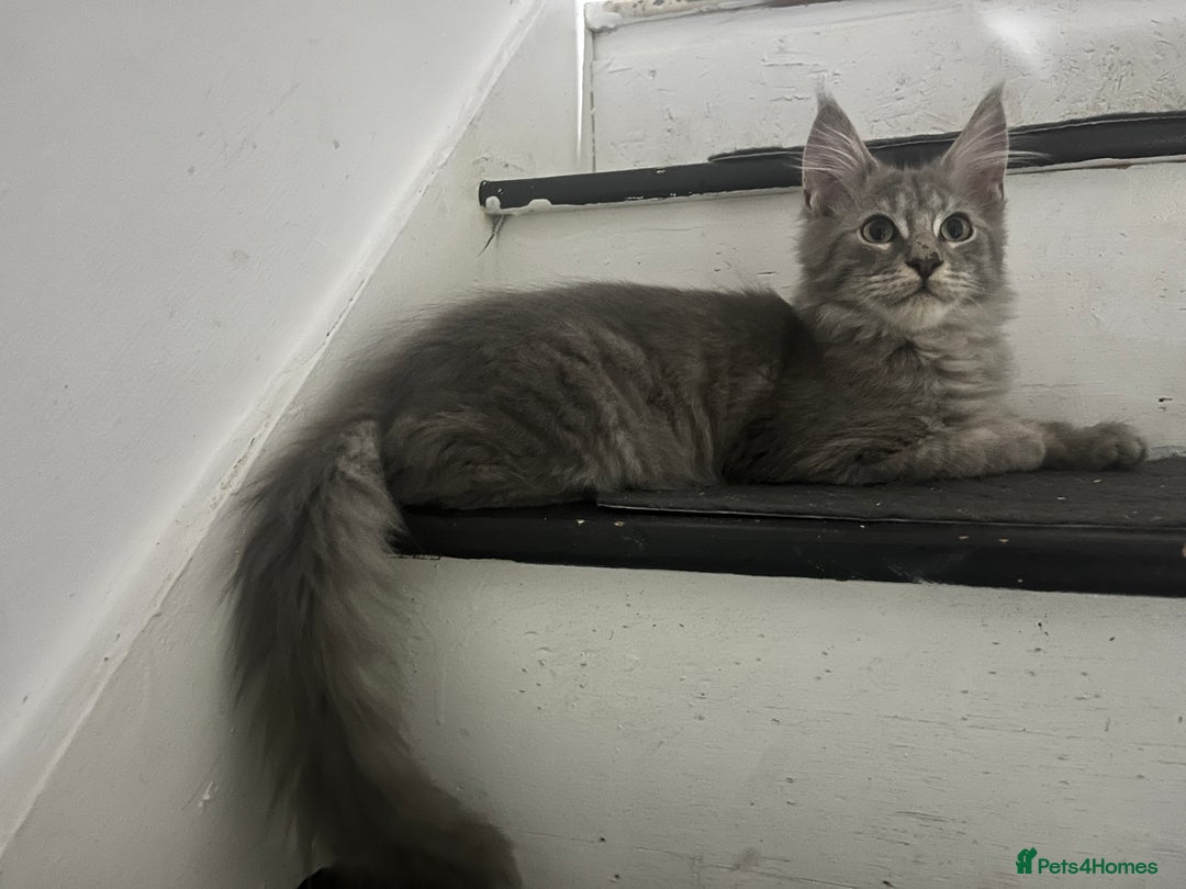 Maine Coon cats for sale: Last 2 boys left   - Image 12