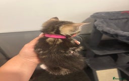 Bengal cats for sale: 7 bengal cross kittens  - Image 20
