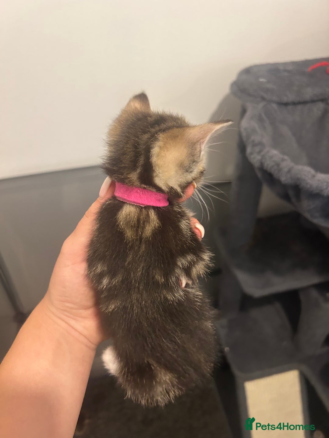 Bengal cats for sale: 7 bengal cross kittens  - Image 20