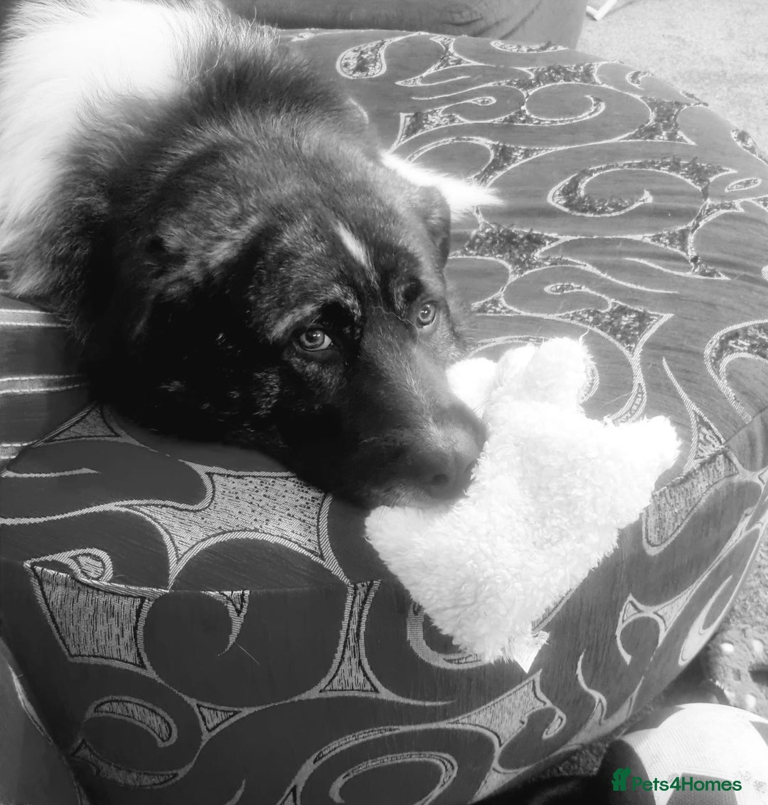 Caucasian Shepherd Dog dogs for adoption: Max 2.5 year old Macedonian rescue  - Image 5