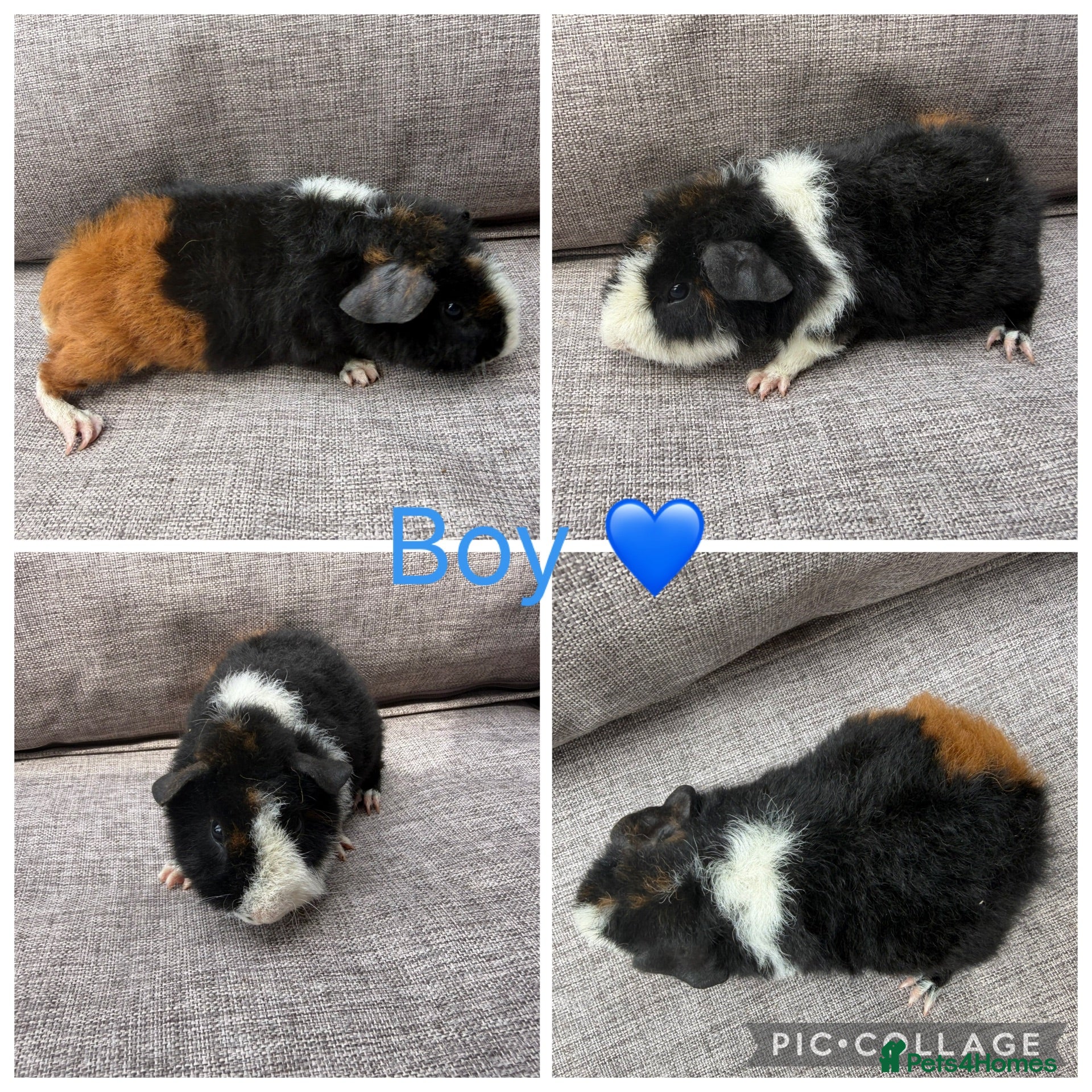 Guinea Pig rodents Male & Female piggies looking for new laps - Advert 1