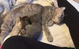 Mixed Breed cats for sale: Exotic cross kittens  - Image 8