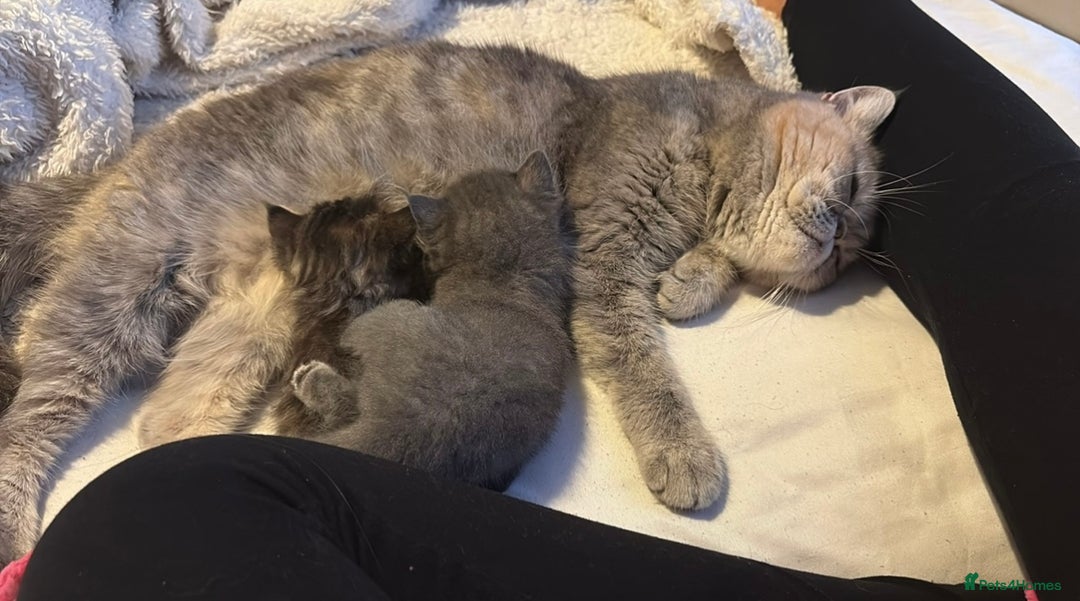 Mixed Breed cats for sale: Exotic cross kittens  - Image 8
