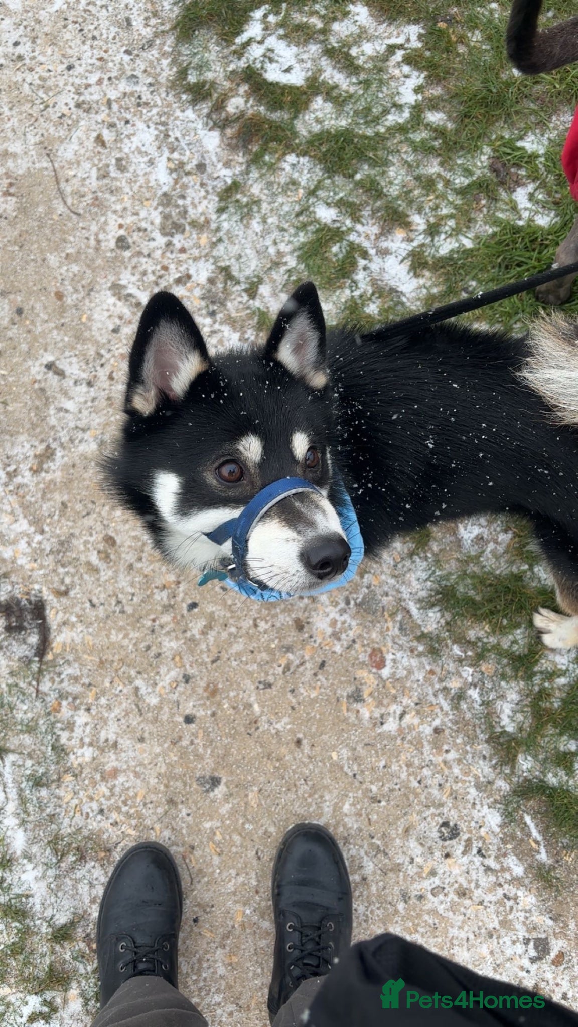 Pomsky dogs Apollo - Advert 4