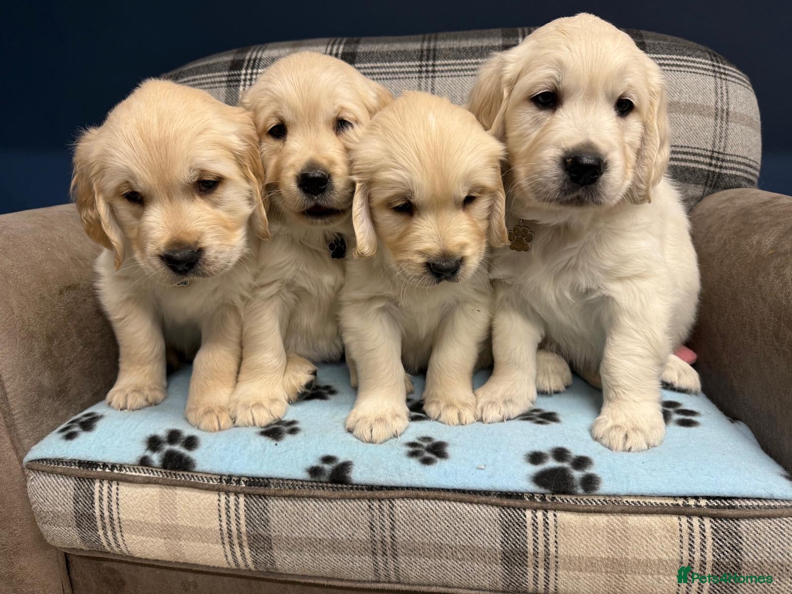 Golden Retriever dogs 🐶 Gorgeous Chunky Golden Retriever Puppies 🐶 - Advert 6