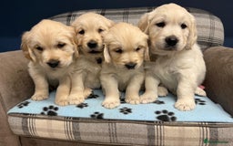 Golden Retriever dogs for sale: 🐶 Gorgeous Chunky Golden Retriever Puppies 🐶 - Advert 7