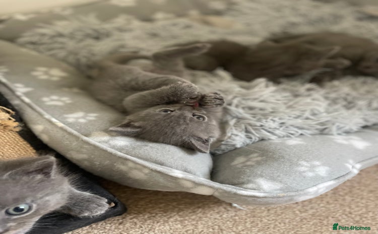 Russian Blue cats Gorgeous Russian blue/British Shorthair kittens - Advert 15