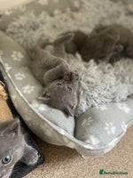 Russian Blue cats Gorgeous Russian blue/British Shorthair kittens - Advert 2