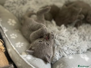 Russian Blue cats Gorgeous Russian blue/British Shorthair kittens - Advert 4
