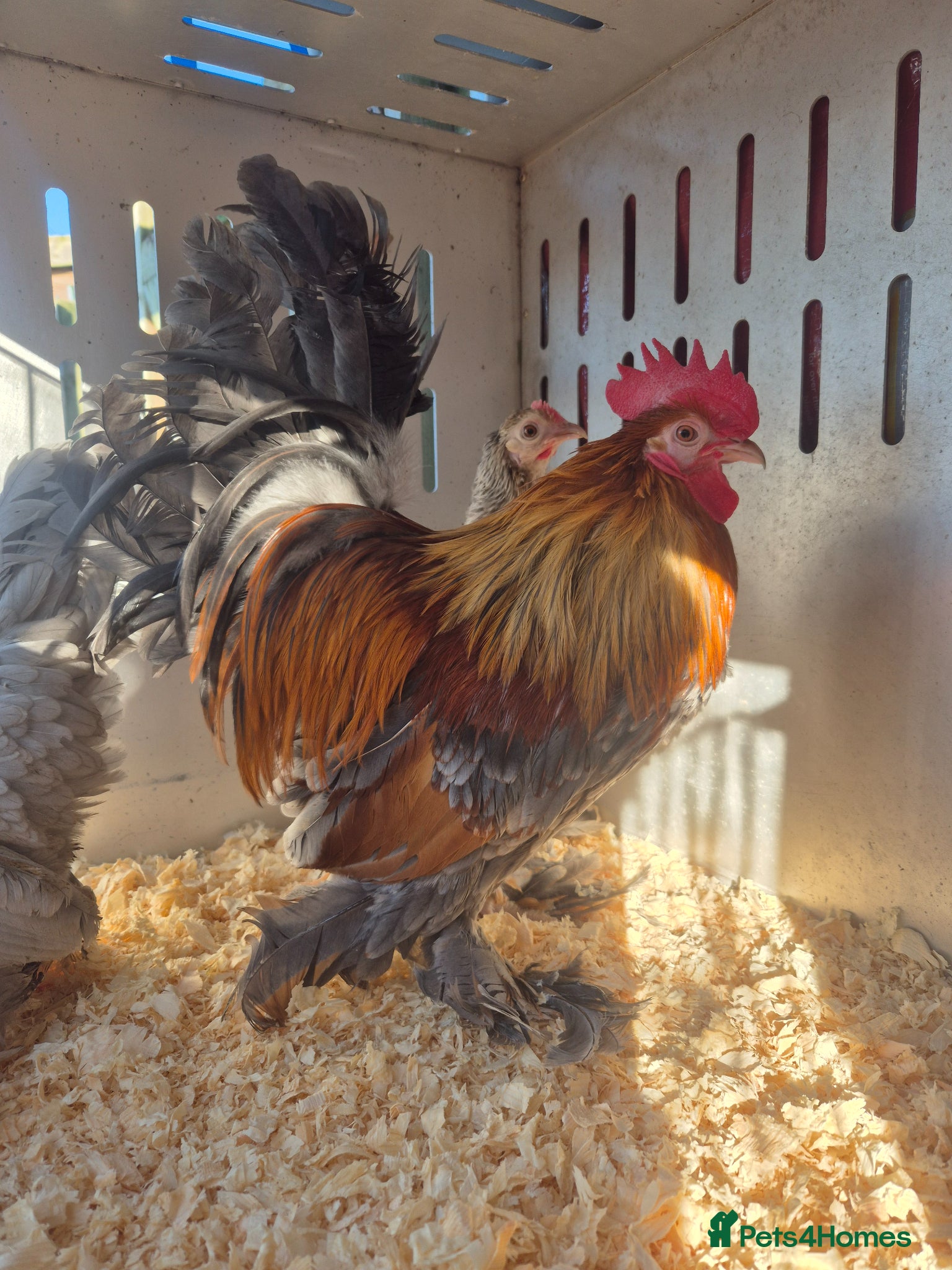 Chickens poultry 💙 EXHIBITION STOCK- SABLEPPOT HATCHING EGGS🥚 - Advert 1