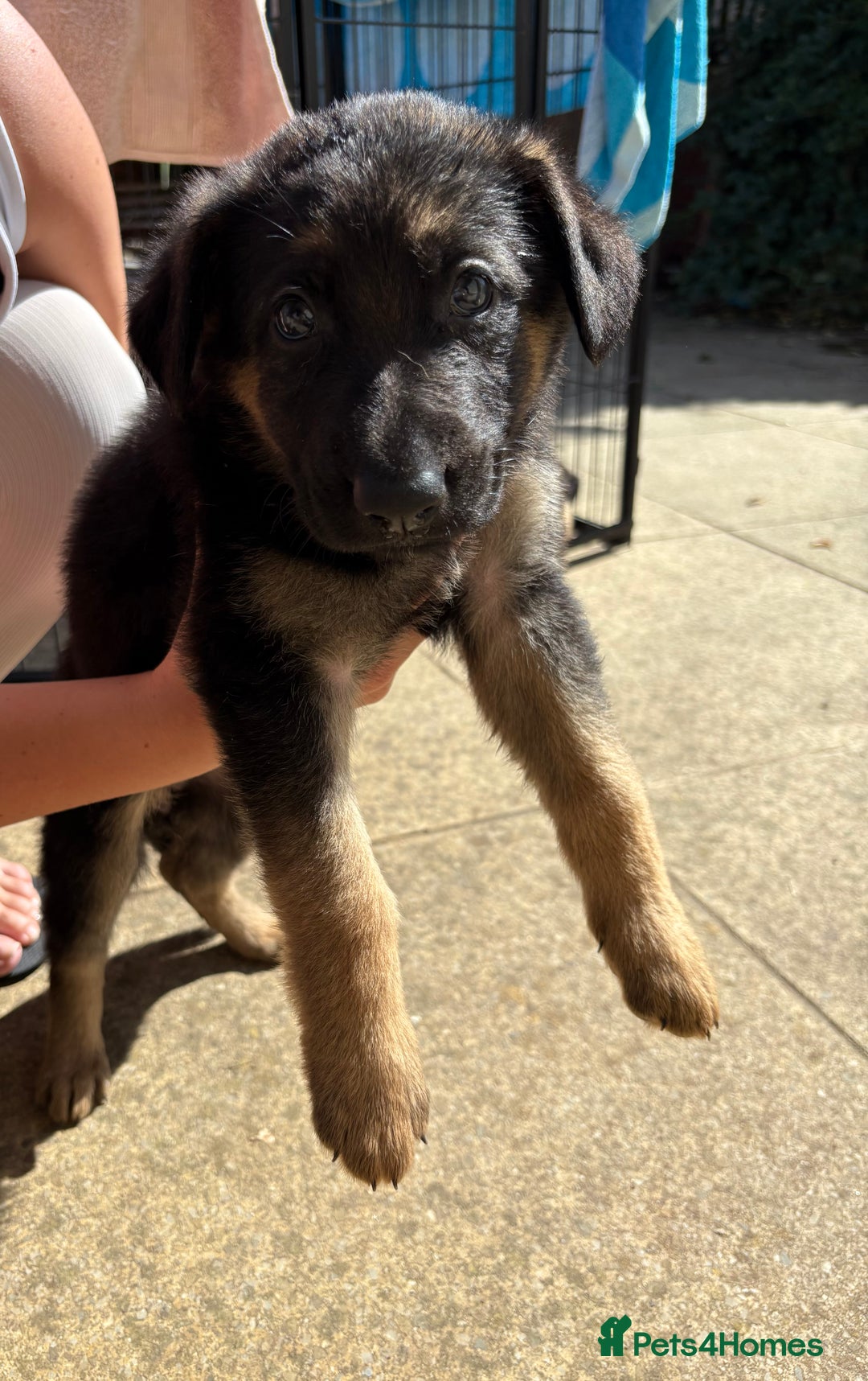 German Shepherd dogs for sale: German Shepherd Puppies - Image 25