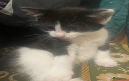Mixed Breed cats for sale: Black-white male and calico female - Image 5
