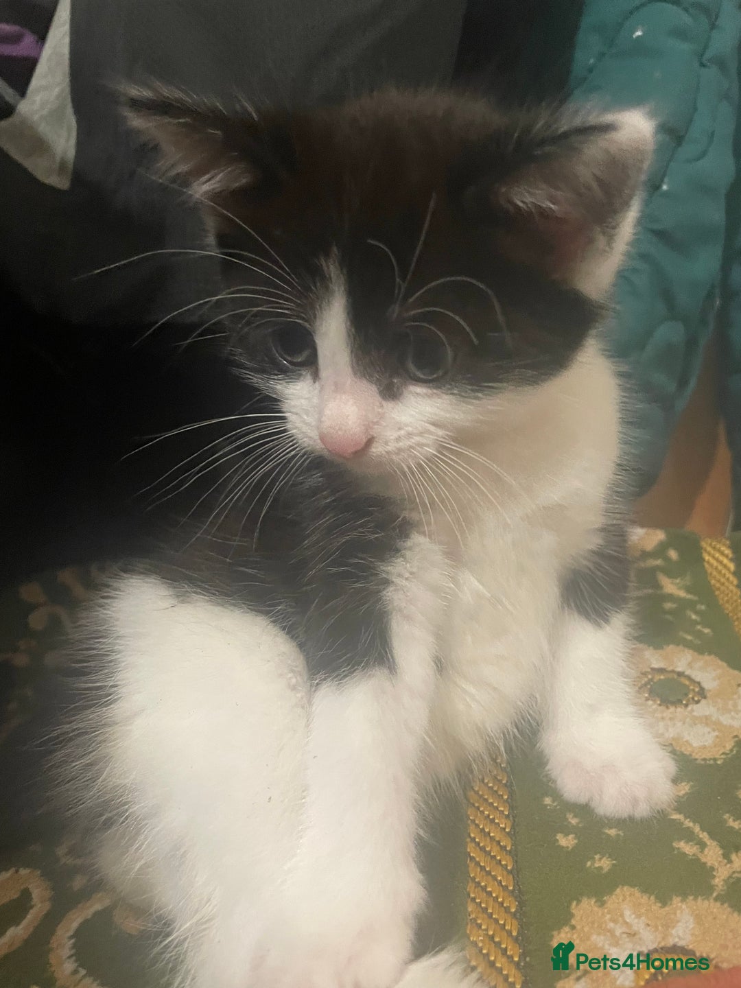 Mixed Breed cats for sale: Black-white male and calico female - Image 5