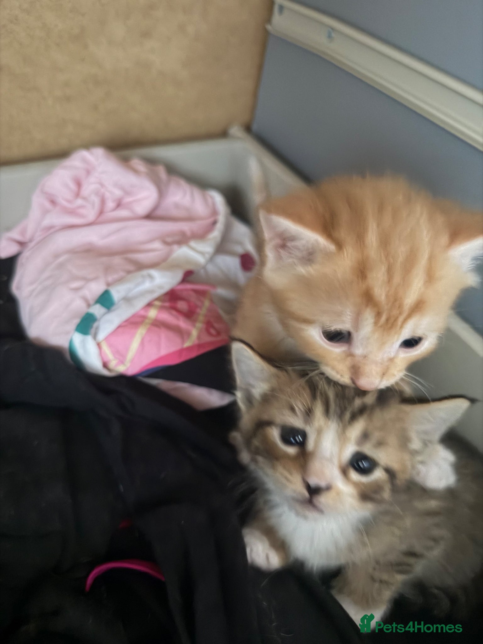 British Shorthair cats for sale: 8 gorgeous kittens  - Advert 4