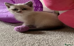 Persian cats for sale: Our cute adorable little female seal point  - Image 20