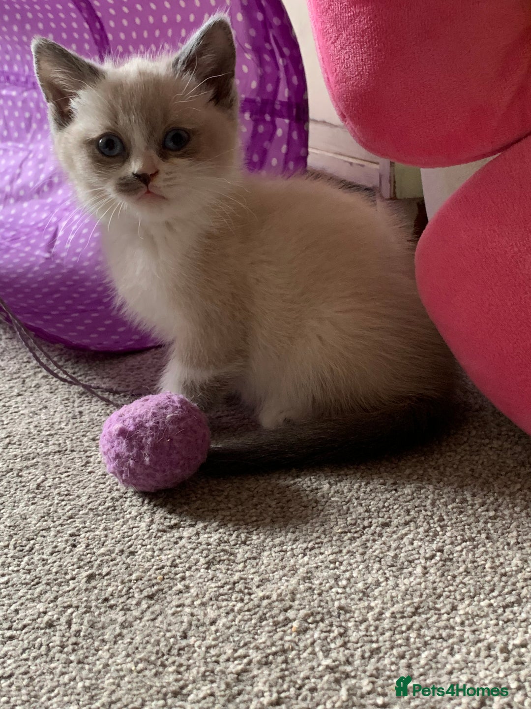 Persian cats for sale: Our cute adorable little female seal point  - Image 20
