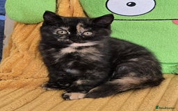 British Shorthair cats for sale: 2 Gorgeous BSH kittens - Image 1