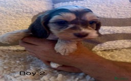 Cockapoo dogs for sale: 👑 Stunning F1 Cockapoo puppies👑 - Image 10