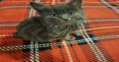 Nebelung cats - Advert 11