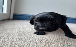 Cocker Spaniel dogs for sale: Beautiful Cocker Spaniel Pups For Sale - Image 15