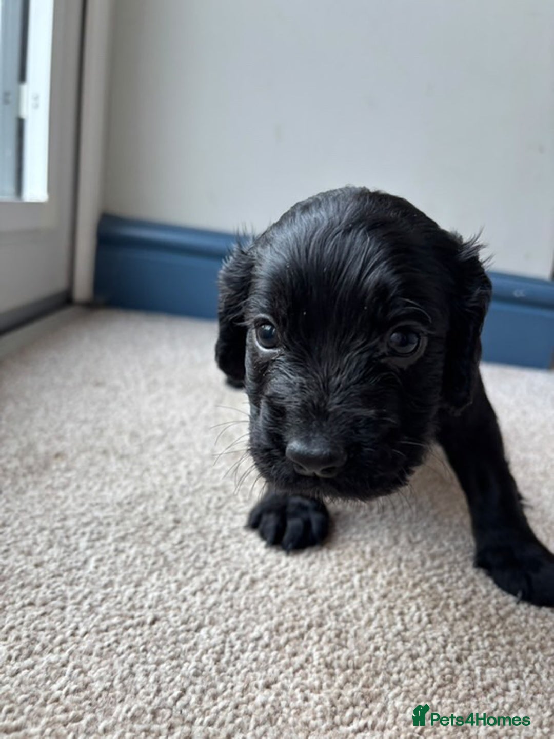 Cocker Spaniel dogs for sale: Beautiful Cocker Spaniel Pups For Sale - Image 15