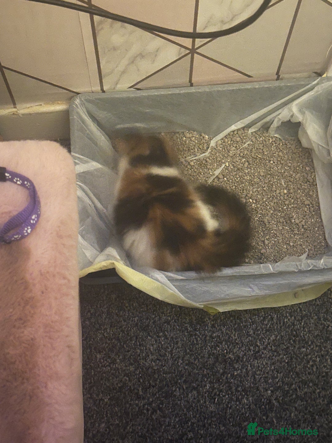 Mixed Breed cats for sale: Calio Kitten Female 2 Months Old - Image 13
