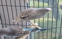 Budgerigars birds for sale: Baby budgies for sale . - Image 3