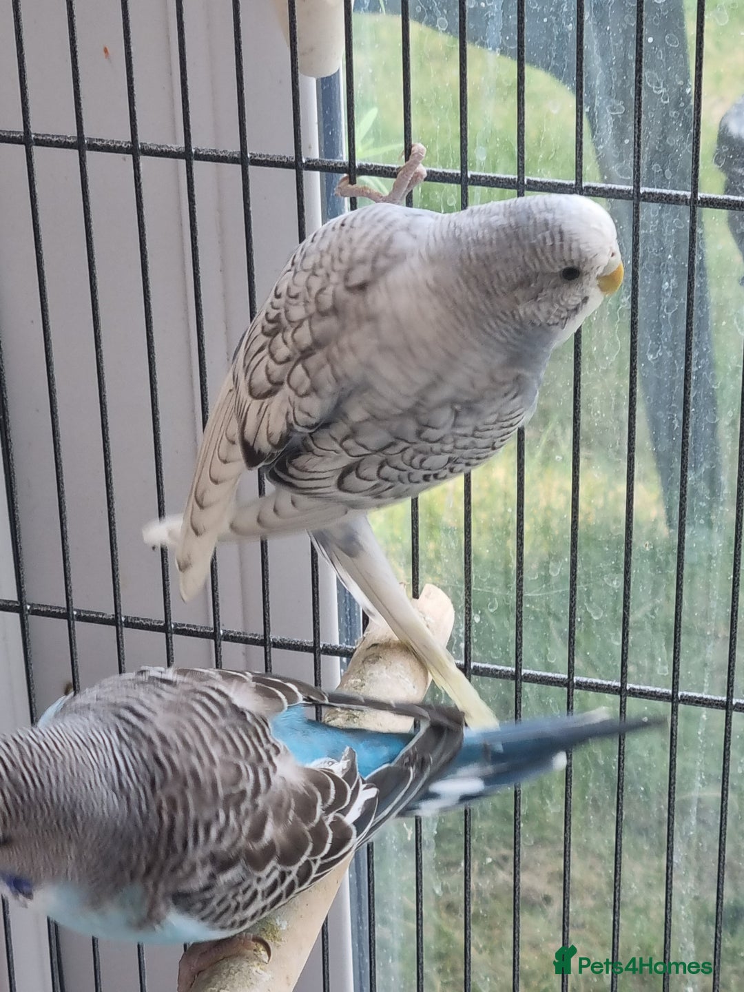 Budgerigars birds for sale: Baby budgies for sale . - Image 3