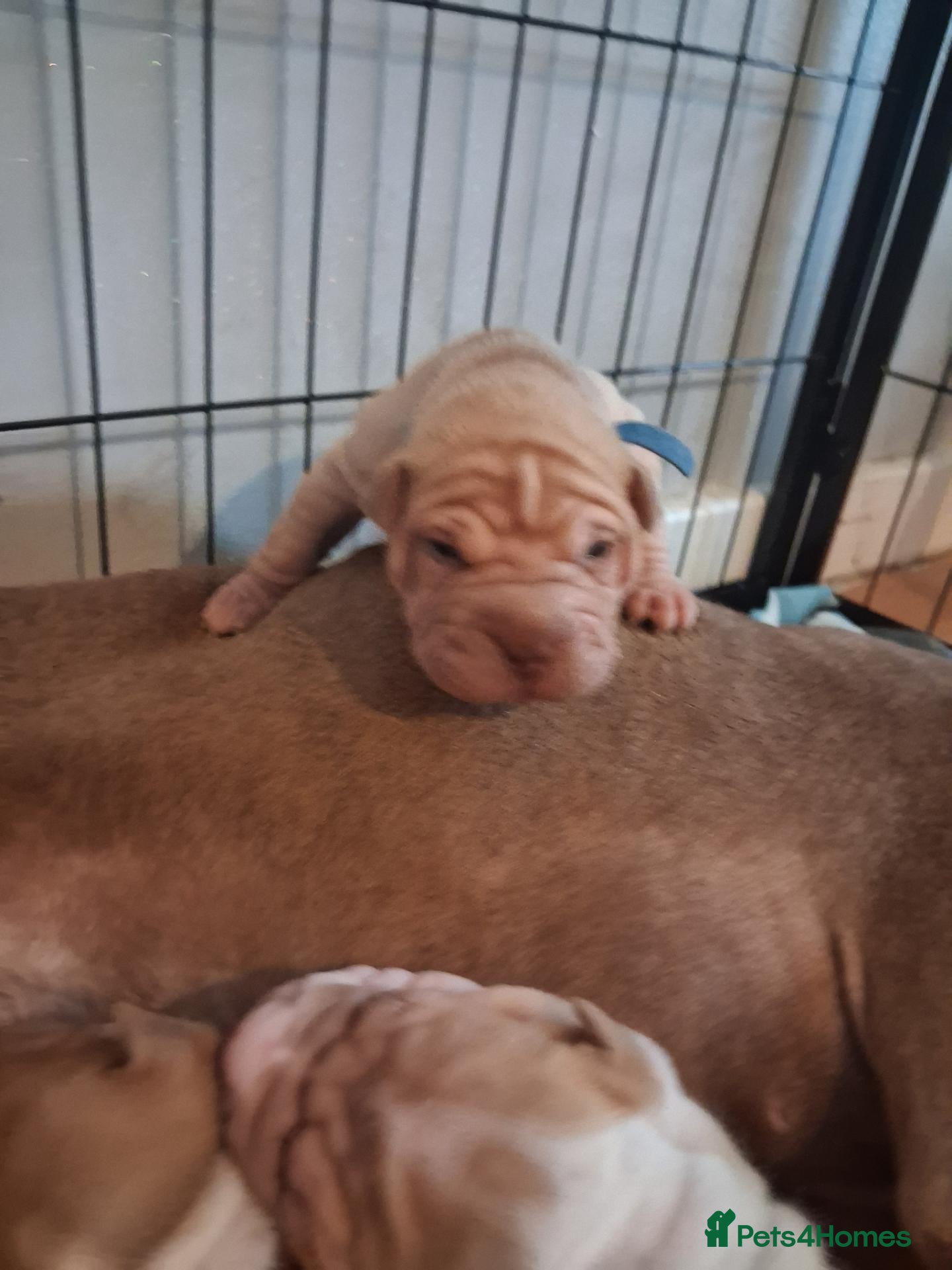 Shar Pei dogs Adorble shar pei puppts - Advert 1
