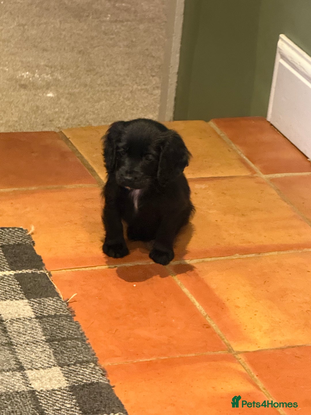 Cocker Spaniel dogs for sale: Bitch cocker spaniel pup - Advert 2